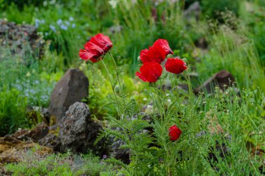 Doğulu gelincik çiçekleri. Papaver oryantürü, bahçedeki muhteşem bir bitkidir.