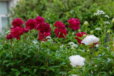 Bahçede güzel kırmızı şakayıklar