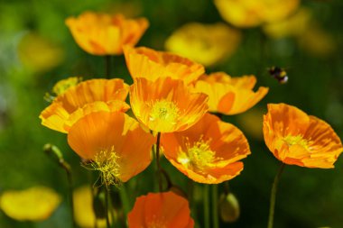 Kaya bahçesindeki Escholzia calizina. Kaliforniya 'nın portakal çiçekleri bahar bahçesinde.
