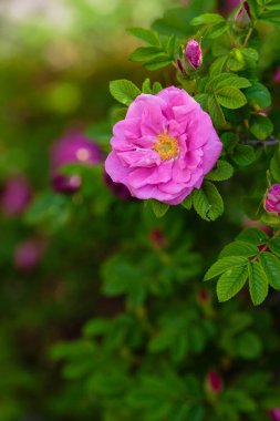 Pembe güllerin bahçesinde pembe güller. Çalılıklarda Açan Güller. Bahçede büyüyen güller.
