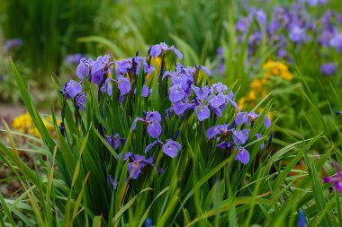 Beautiful blue violet iris flowers in garden. Siberian iris. Iris sibirica.  clipart