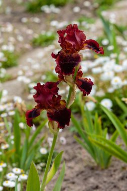 Sakallı irisin kırmızı çiçekleri (Iris Germanica). Bahçede büyüyen Alman süsenleri.