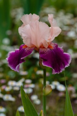 Sakallı iris 'in pembe ve mor çiçeği (Iris Germanica). Bahçede büyüyen Alman zambağı.