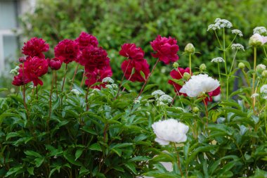 Bahçede güzel kırmızı şakayıklar