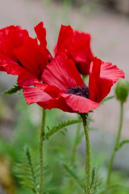 Doğulu gelincik çiçekleri. Papaver oryantürü, bahçedeki muhteşem bir bitkidir.