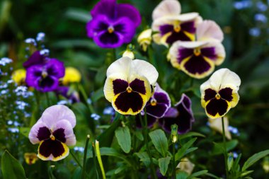 Bahçede çiçek açan keman (Pansy) çiçekleri, narin çiçekli arka plan
