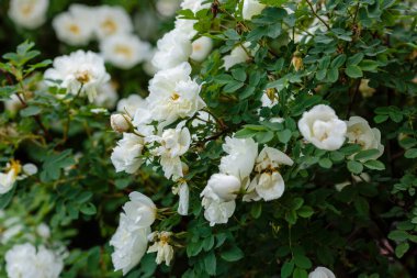 Beyaz yaban gülü (Rosa rugosa) bahçede
