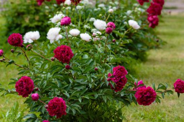 Bahçedeki saf şakayıklar