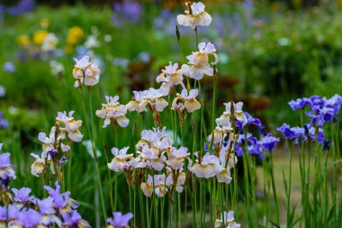 Doğal arka planda, Sibirya irisinin mor çiçekleri. Bahar bahçesinde Iris sibirica. Sibirya İrisi.