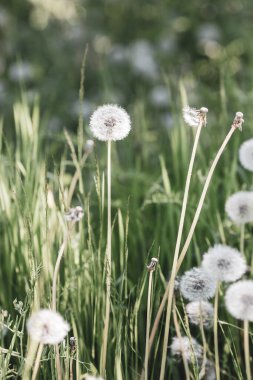 Karahindiba, Taraxacum, üfleme topları ile arka plan