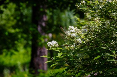 Lemoine Deutzia 'nın beyaz çiçekleri bahçede.