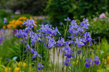 Doğal arka planda, Sibirya irisinin mor çiçekleri. Bahar bahçesinde Iris sibirica. Sibirya İrisi.