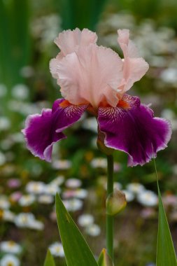 Sakallı iris 'in pembe ve mor çiçeği (Iris Germanica). Bahçede büyüyen Alman zambağı.