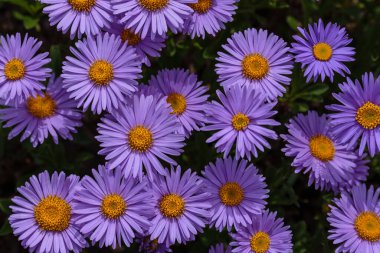 Alp Aster (Aster alpinus). Mor çiçekli dekoratif bahçe bitkileri. Kaya bahçesi için çok güzel bitkiler..