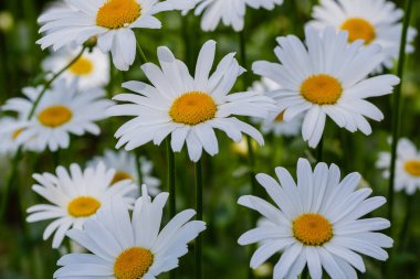 Papatya çiçekleri. Oxeye papatyaları, Leucanthemum vulgare, papatyalar, Dox-eye, yaygın papatyalar, köpek papatyaları, ay papatyaları, papatyalar. Bahçe konsepti