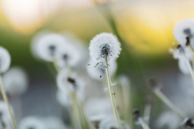 Karahindiba, Taraxacum, üfleme topları ile arka plan