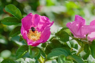 Bahçedeki dogrose çiçekleri. Kopyalama alanına sahip çiçek arkaplanı.