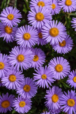 Alp Aster (Aster alpinus). Mor çiçekli dekoratif bahçe bitkileri. Kaya bahçesi için çok güzel bitkiler..
