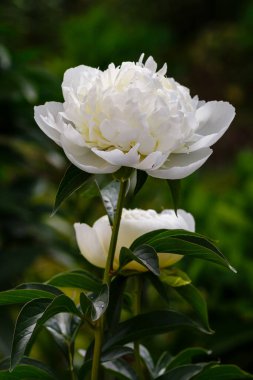 Bahçede güzel beyaz şakayıklar