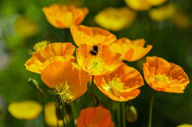 Kaya bahçesindeki Escholzia calizina. Kaliforniya 'nın portakal çiçekleri bahar bahçesinde.