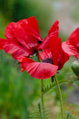Doğulu gelincik çiçekleri. Papaver oryantürü, bahçedeki muhteşem bir bitkidir.