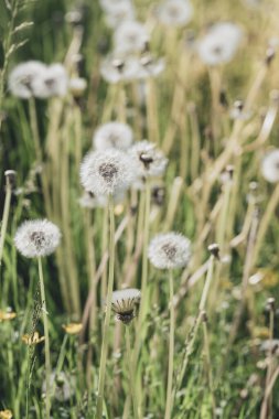 Karahindiba, Taraxacum, üfleme topları ile arka plan