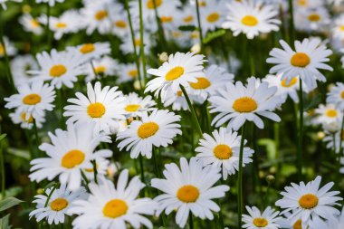 Papatya çiçekleri. Oxeye papatyaları, Leucanthemum vulgare, papatyalar, Dox-eye, yaygın papatyalar, köpek papatyaları, ay papatyaları, papatyalar. Bahçe konsepti