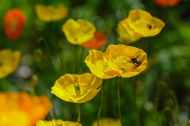 Kaya bahçesindeki Escholzia calizina. Kaliforniya 'nın portakal çiçekleri bahar bahçesinde.