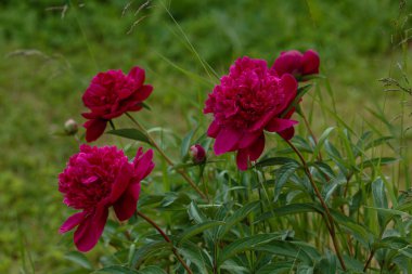 Bahçedeki saf şakayıklar