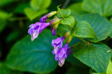 Bahar bahçesinde Mor Meehania urticifolia çiçekleri