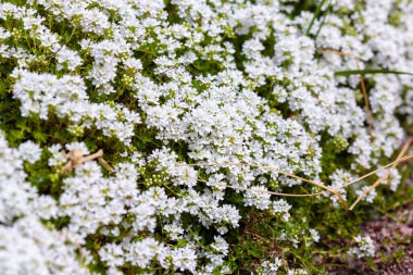 Çiçek açan kekik (Thymus serpilllum). Beyaz kekik çiçeklerini yakın plan olarak taşın üzerinde yaban kekiği. 