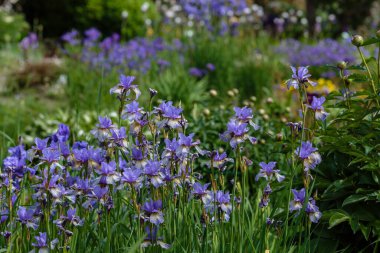 Doğal arka planda, Sibirya irisinin mor çiçekleri. Bahar bahçesinde Iris sibirica. Sibirya İrisi.