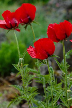 Doğulu gelincik çiçekleri. Papaver oryantürü, bahçedeki muhteşem bir bitkidir.