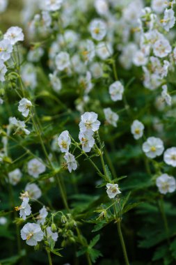 Sardunya 'nın beyaz çiçekleri yaz bahçesinde