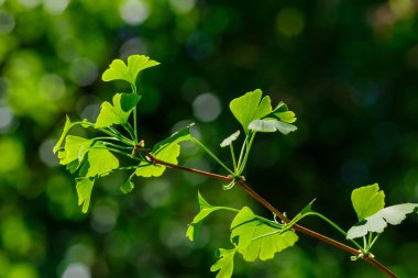 Ginkgo Biloba yaprakları. Relict Ginkgo biloba ağacı. İlaç fabrikası. Ginkgo biloba ile yeşil arkaplan.