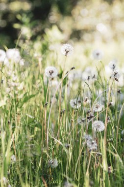 Karahindiba, Taraxacum, üfleme topları ile arka plan