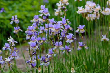 Doğal arka planda, Sibirya irisinin mor çiçekleri. Bahar bahçesinde Iris sibirica. Sibirya İrisi.
