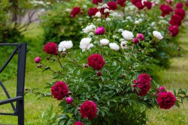 Bahçedeki saf şakayıklar