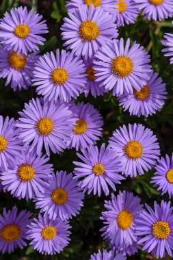 Alp Aster (Aster alpinus). Mor çiçekli dekoratif bahçe bitkileri. Kaya bahçesi için çok güzel bitkiler..