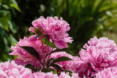 Bahçedeki güzel pembe şakayıklar