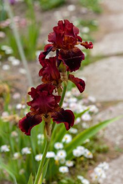 Sakallı irisin kırmızı çiçekleri (Iris Germanica). Bahçede büyüyen Alman süsenleri.