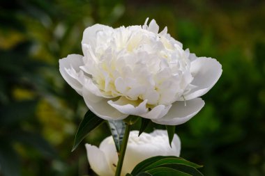 Bahçede güzel beyaz şakayıklar