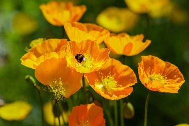 Kaya bahçesindeki Escholzia calizina. Kaliforniya 'nın portakal çiçekleri bahar bahçesinde.