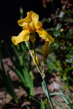Sakallı iris çiçeği (Iris Germanica). Bahçede büyüyen Alman zambağı.