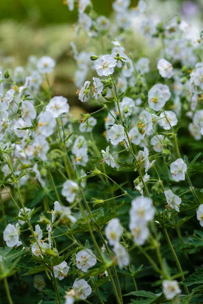 Sardunya 'nın beyaz çiçekleri yaz bahçesinde