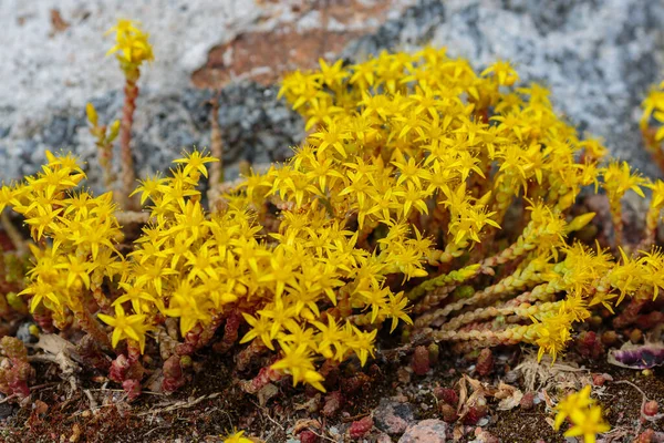 Fleurs Jaunes Sedum Reflexum Dans Jardin Alpin — Photo