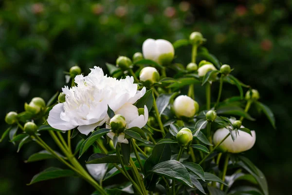 Hermosas Peonías Blancas Jardín — Foto de Stock