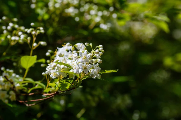 Lemoine Deutzia 'nın beyaz çiçekleri bahçede.