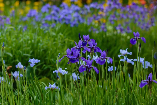 Bellissimi Fiori Iris Viola Blu Giardino Iride Siberiana Iris Sibirica — Foto Stock