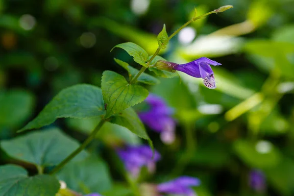 Purple Flowers Meehania Urticifolia Spring Garden — Stock Photo, Image